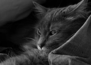 Pixel - Sarah Farr- age 22