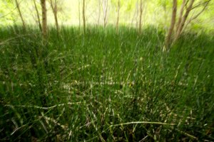 Snake Grass Fields, Sarah Farr Out Fine Art Photography